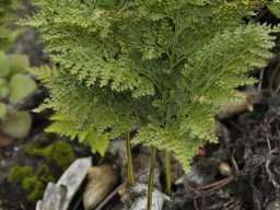 Tenerife2002-2003-023